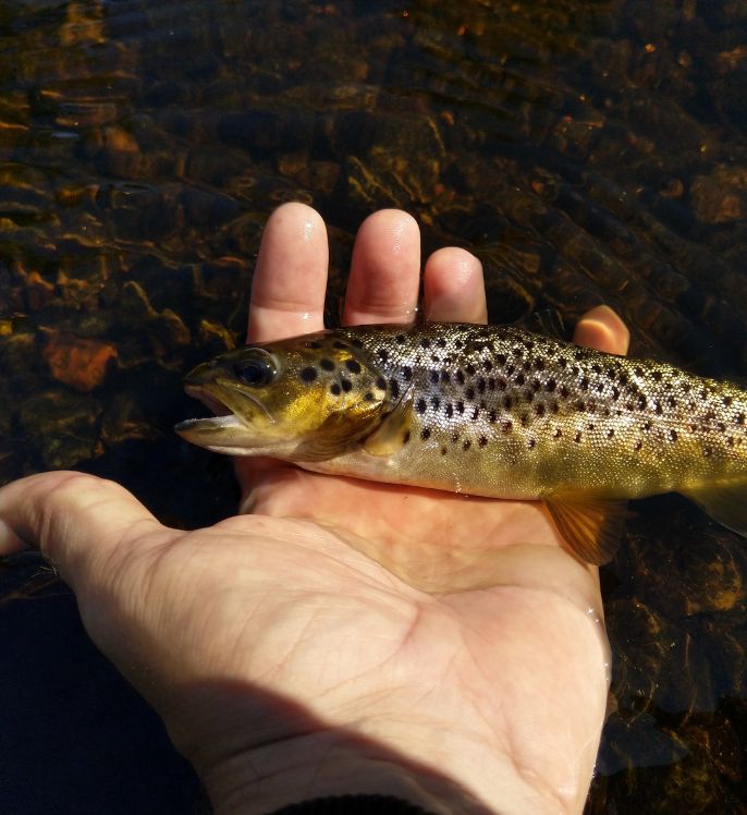 Kalastusta Seinäjoen koskilla?